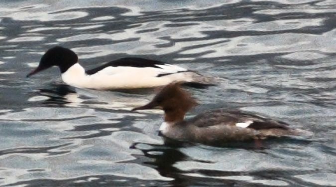 Smergo maggiore  - Johannes Freudenberger