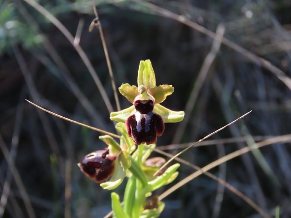 Ophrys passionis  - Marcel Arumí