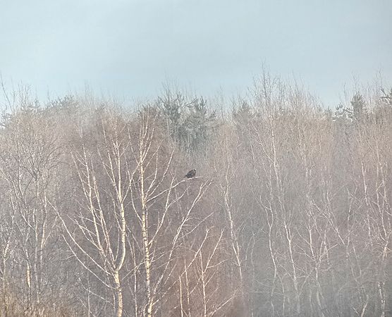 orzeł przedni  - Filip Wojciechowski