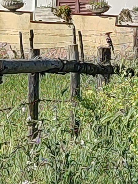 Upupa  - Riccardo de Santis