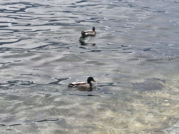 Germano reale  - Johannes Freudenberger