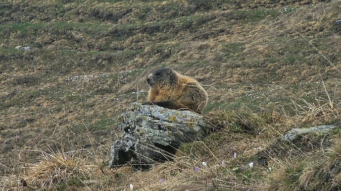 Marmotta  - Stefano Cimenti (FVG)