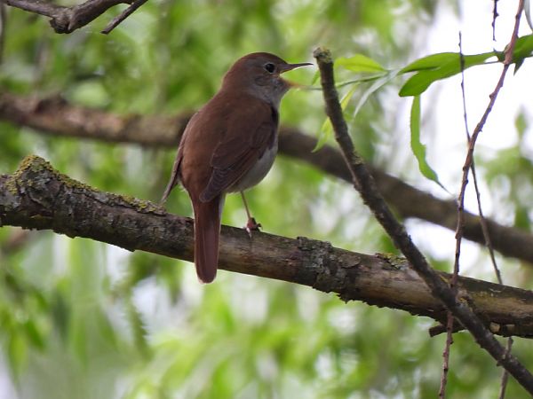 Rossinyol  - Joan Pessarrodona