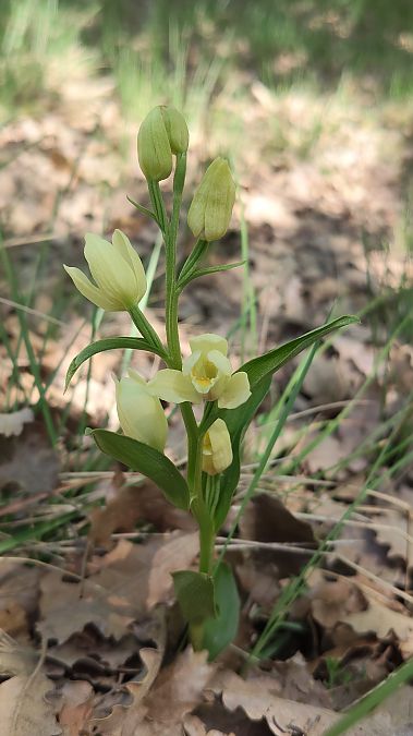 Cephalanthera damasonium  - Enric Bringués