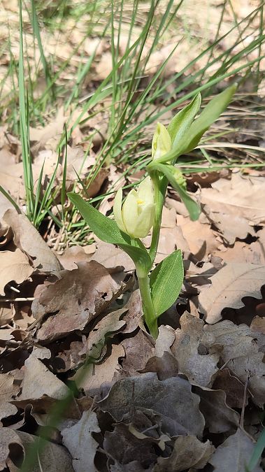 Cephalanthera damasonium  - Enric Bringués