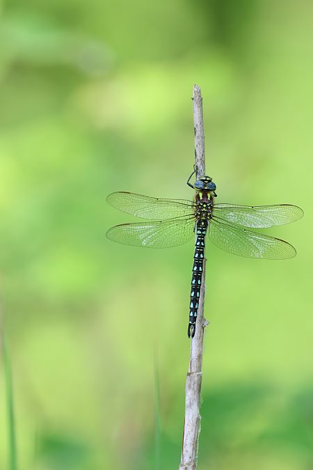 Brachytron pratense  - Enrico Franchin