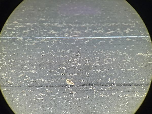 kulik mniejszy  - Przemysław Stachyra