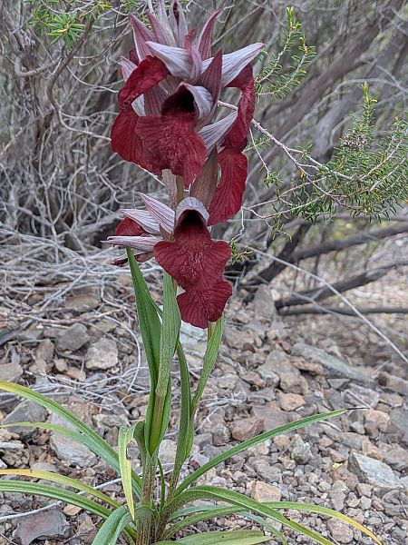 Serapias cordigera  - Patrick Benoit