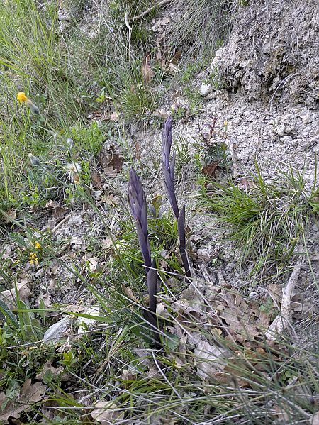 Limodorum abortivum  - Oriane Arnaud