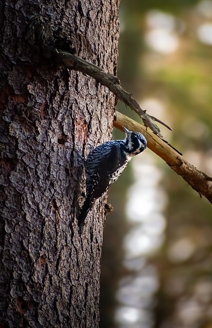 Dreizehenspecht  - Kinga Poręba
