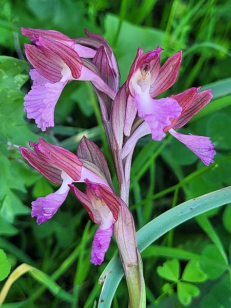 Anacamptis papilionacea  - Thomas Lux