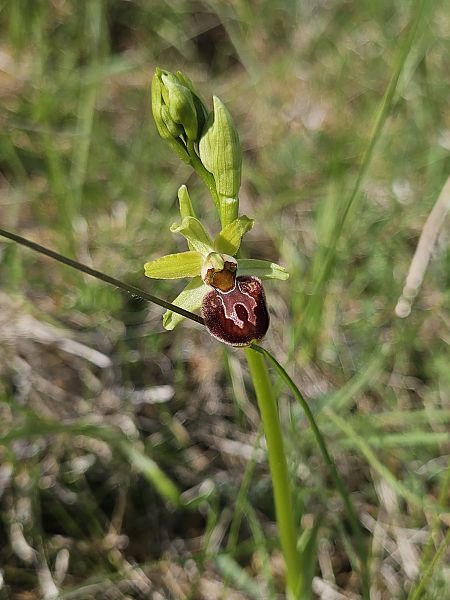 Ophrys sphegodes  - Nina Scheibel