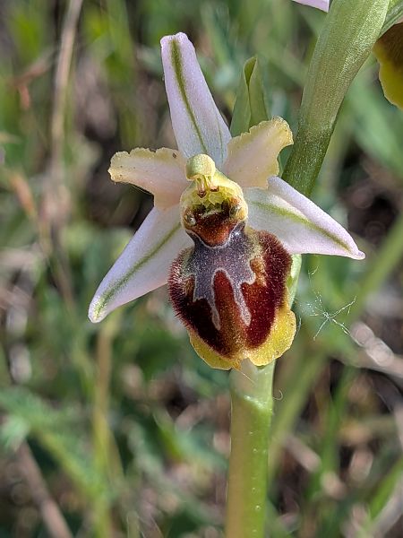 Ophrys splendida  - Patrick Benoit