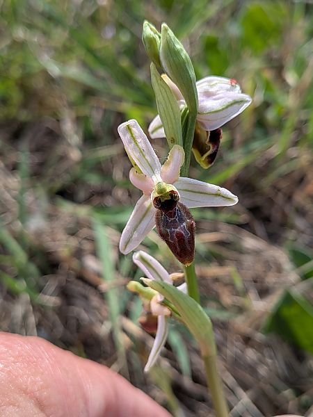 Ophrys splendida  - Patrick Benoit