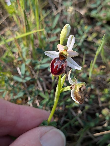 Ophrys splendida  - Patrick Benoit