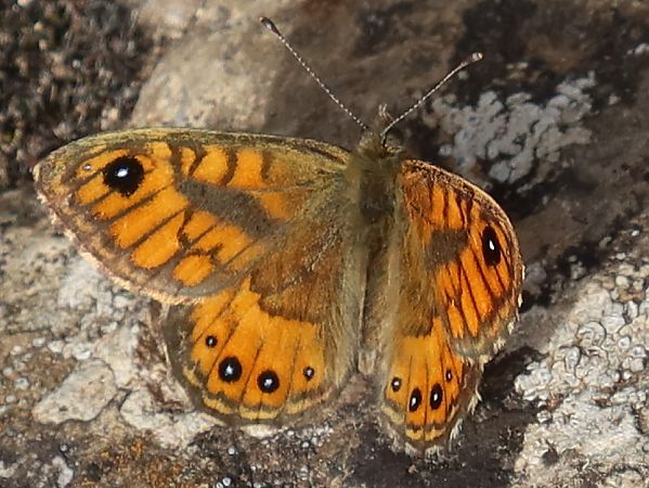 Lasiommata paramegaera  - Jean Toubert