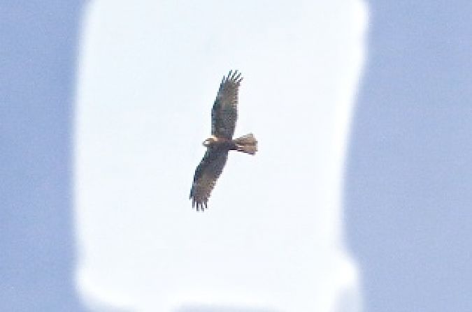 Falco di palude  - Stefano Sava