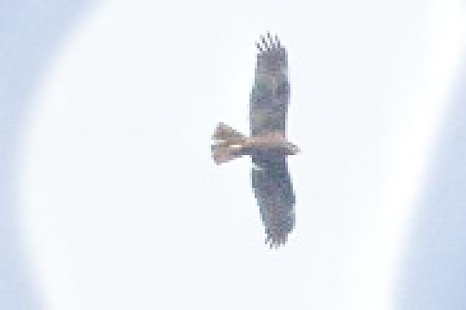 Falco di palude  - Stefano Sava