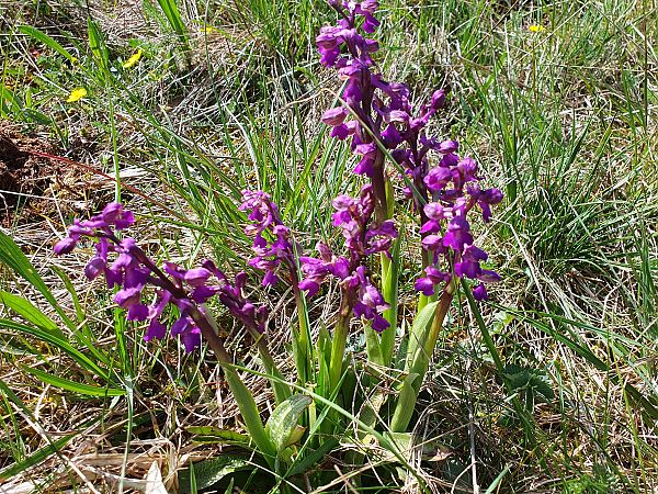 Anacamptis morio  - Michel Jegou