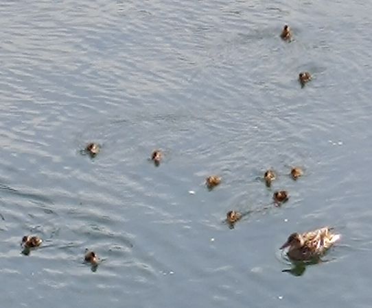 Germano reale  - Rosanna Manvati