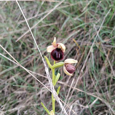 Ophrys passionis  - Marcel Arumí