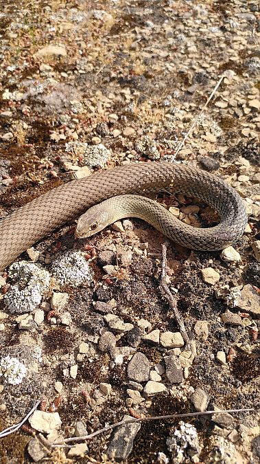 Serp verda  - Eudald Pujol Buxó