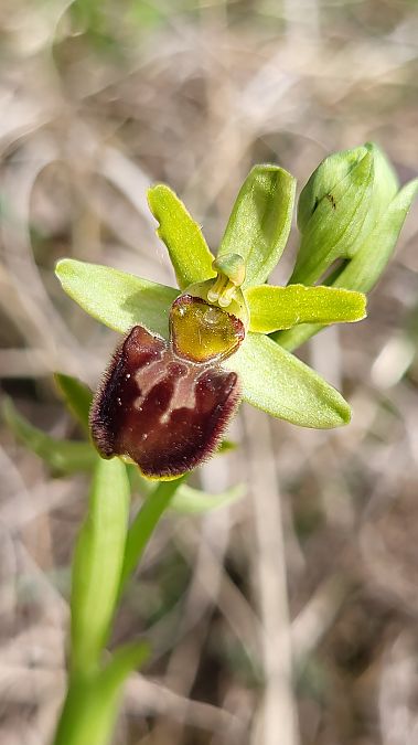 Ophrys sphegodes  - Thierry Peyraud-Magnin
