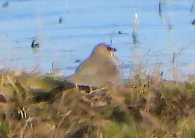 Pernice di mare  - Andrea Ravagnani