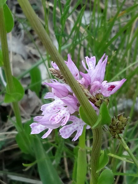 Neotinea tridentata  - Sara Stella (FVG)