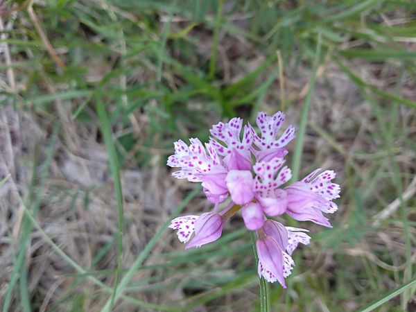 Neotinea tridentata  - Sara Stella (FVG)