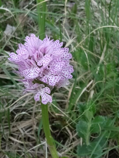 Neotinea tridentata  - Sara Stella (FVG)