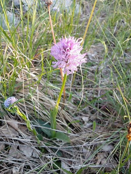 Neotinea tridentata  - Sara Stella (FVG)