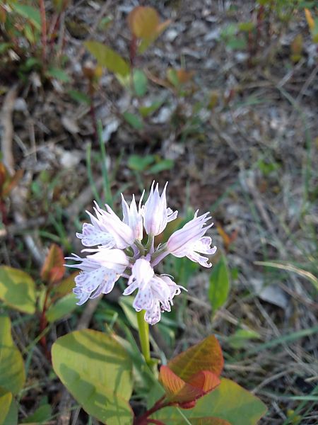 Neotinea tridentata  - Sara Stella (FVG)