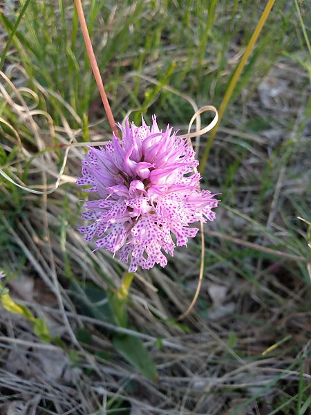 Neotinea tridentata  - Sara Stella (FVG)