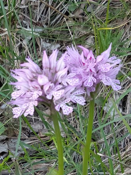 Neotinea tridentata  - Sara Stella (FVG)