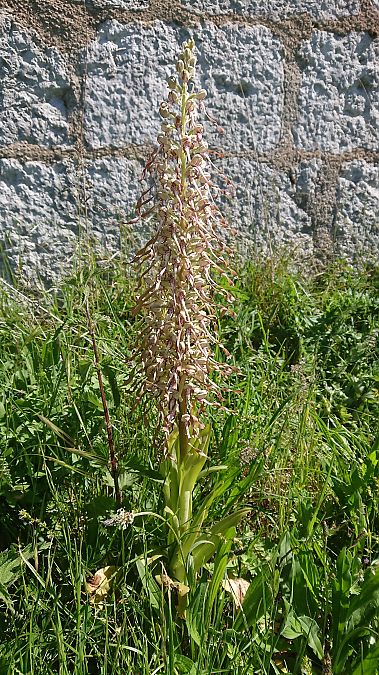 Himantoglossum hircinum  - Pernot Jean-Claude