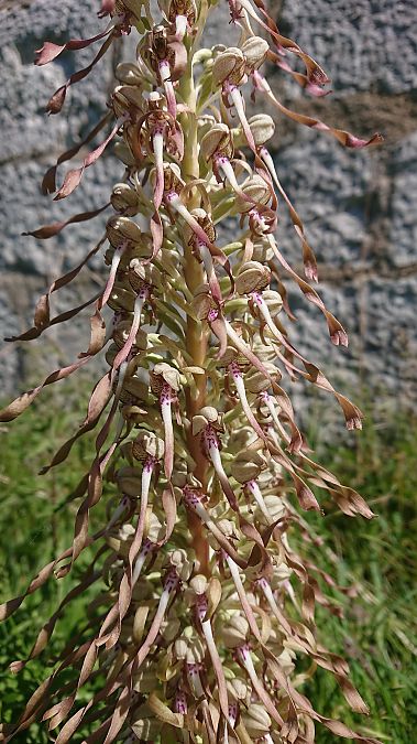 Himantoglossum hircinum  - Pernot Jean-Claude