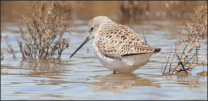 Albastrello  - Giuseppe Di Lieto