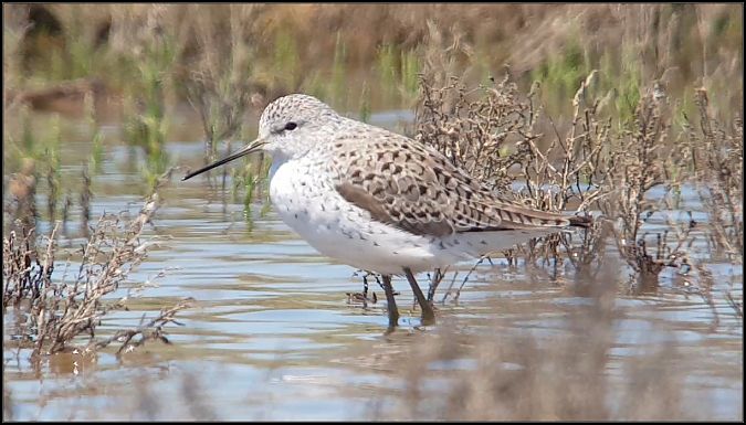 Albastrello  - Giuseppe Di Lieto
