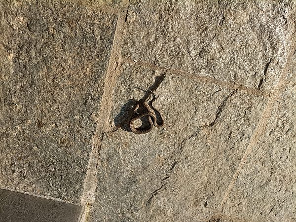 Natrice tessellata  - Gabriele de Nadai