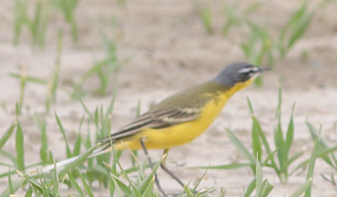 Cutrettola  - Guillaume Locatelli