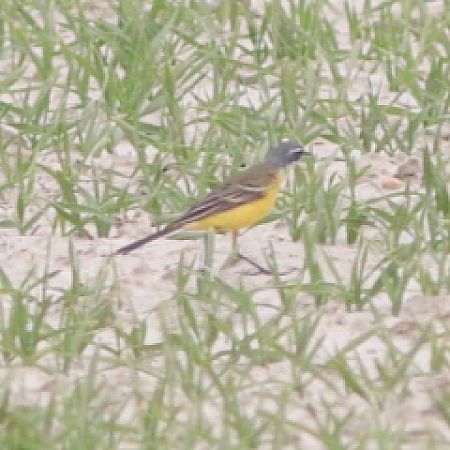 Cutrettola  - Guillaume Locatelli