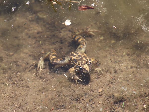 Granota pintada  - Jesus Aparicio Fernández