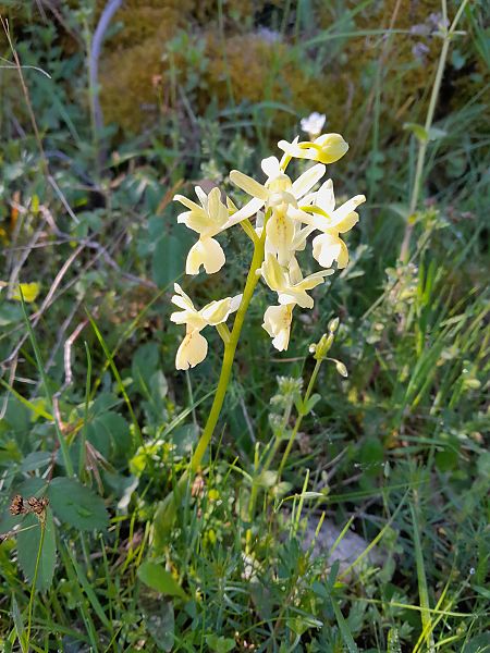 Orchis provincialis  - Florian Olivier