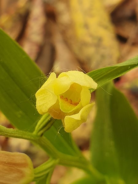 Cephalanthera damasonium  - Paul-Henri Saura