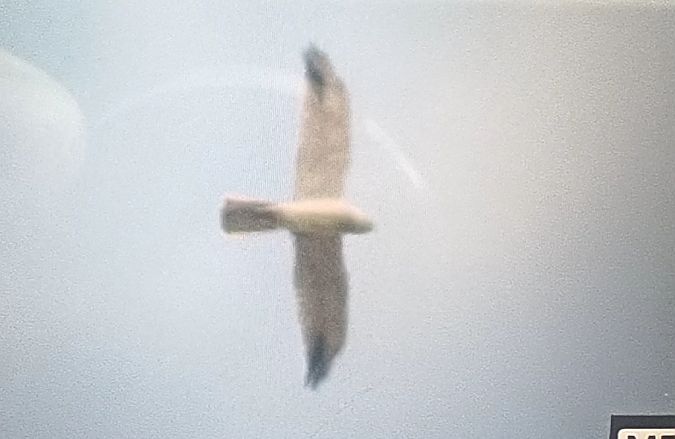 błotniak stepowy  - Michał Polakowski