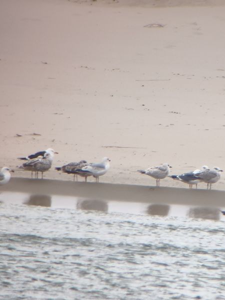 mewa żółtonoga (ssp. fuscus)  - Marek Ślusarski