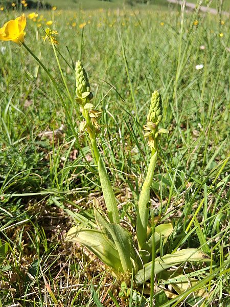 Orchis anthropophora  - Charles Paillet