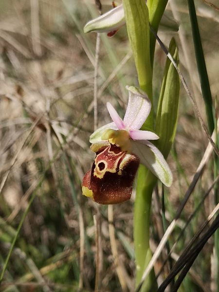 Ophrys fuciflora subsp. druentica  - Richard Fay