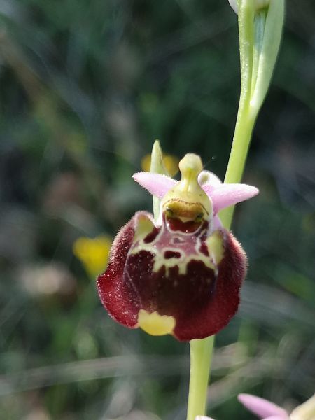 Ophrys fuciflora subsp. druentica  - Richard Fay